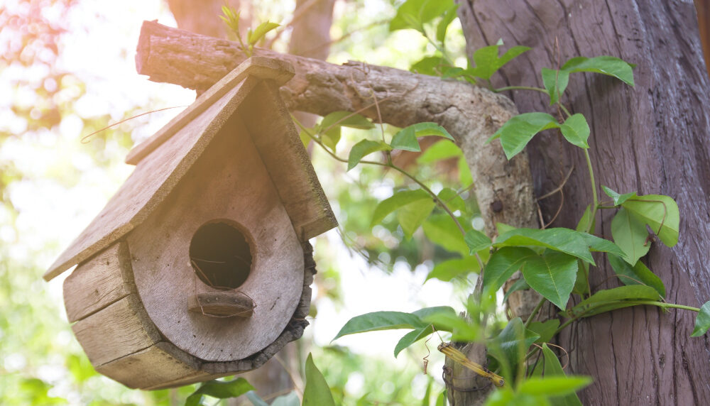 Benefits of Having Birds Nested