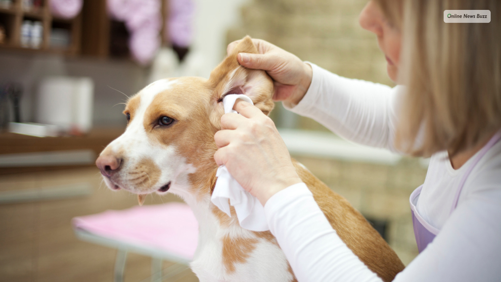 Cleaning the Ears