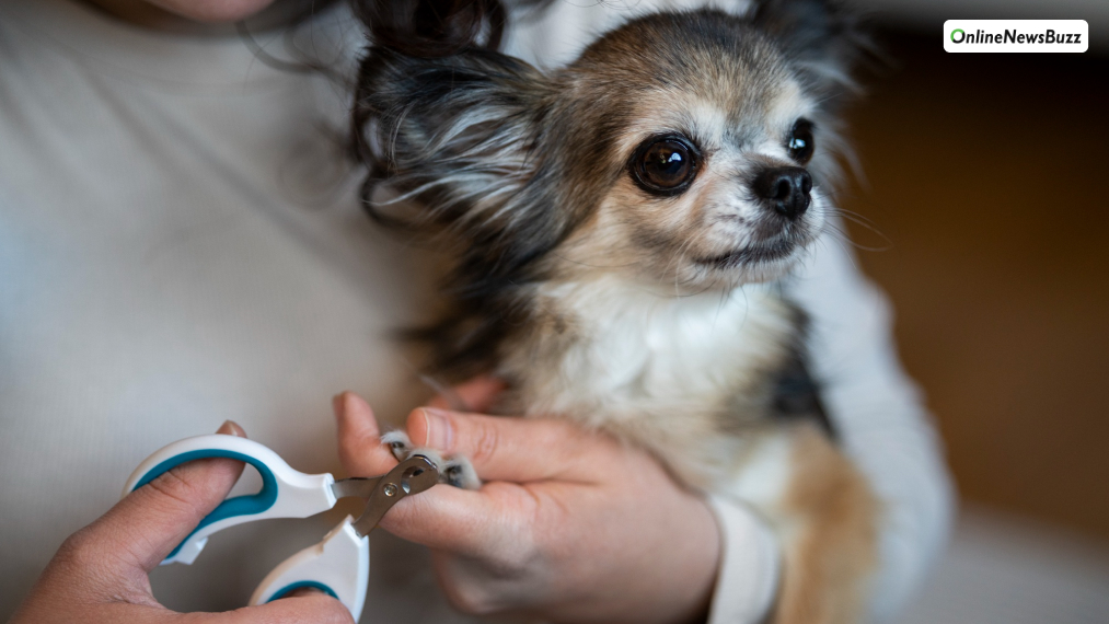 Groom Your Dog Regularly