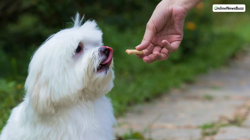Train Using Positive Reinforcement