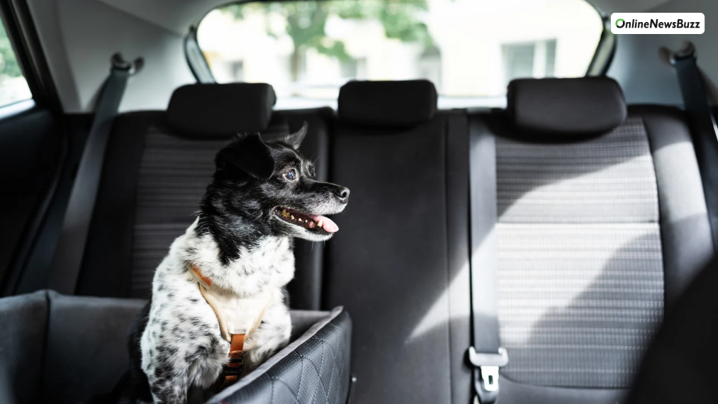 Travel Safely with Your Dog