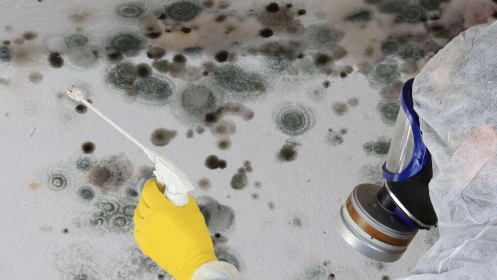 Remedying Mold in the Home