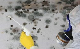 Remedying Mold in the Home
