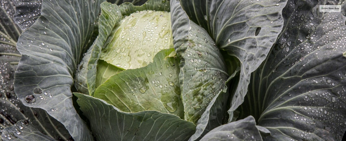 Cabbage Leaves