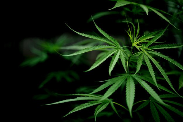 Grow Own Cannabis
