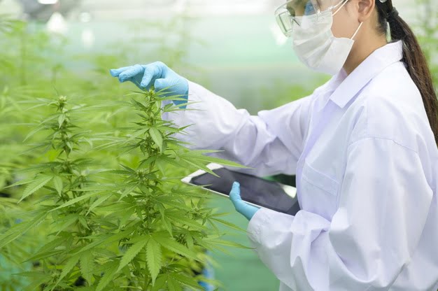 harvest the cannabis plant