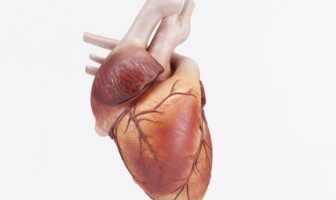 Heart Muscles