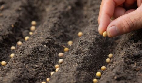 how to plant grass seed on hard dirt