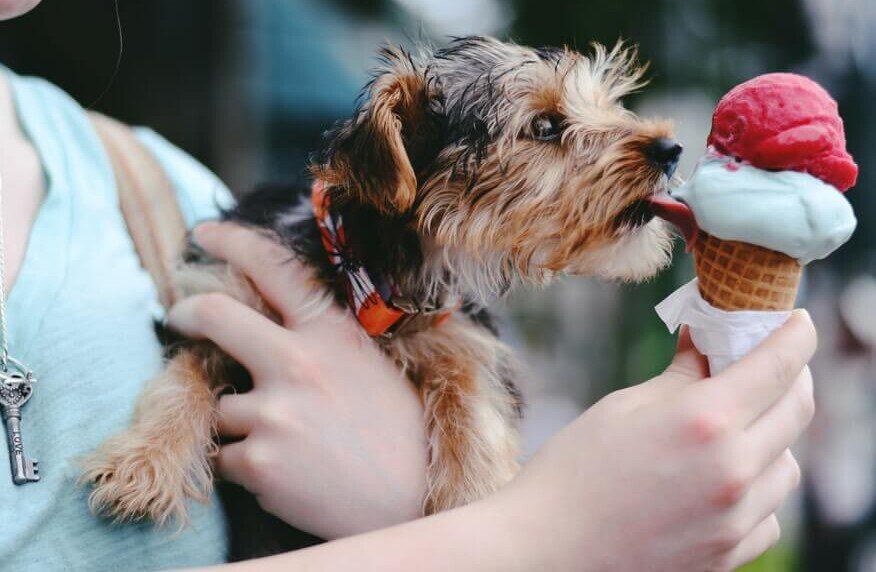 Feeding Your Puppy