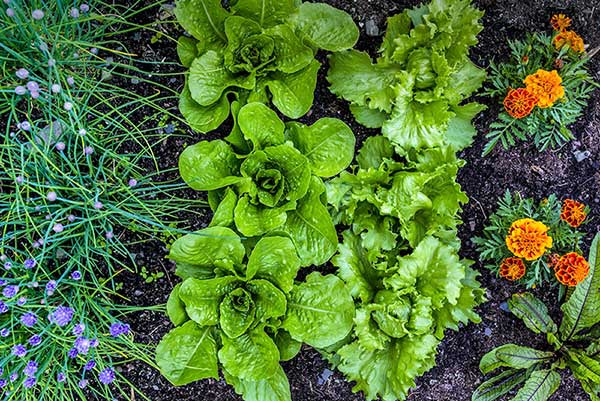 What To Know About Companion Planting