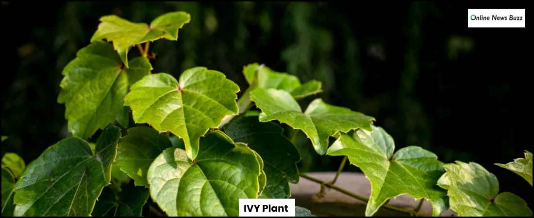 IVY Plant