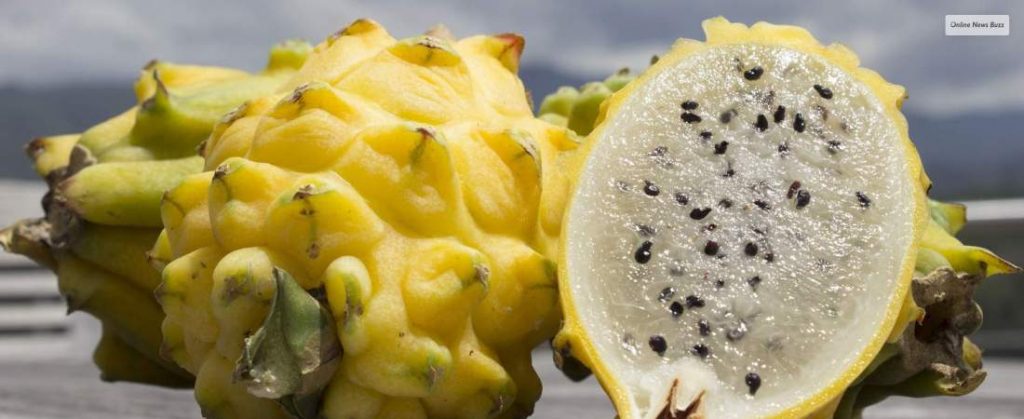 Yellow Skin- White Flesh Pitaya