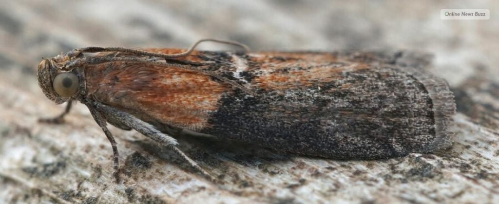 Are Moths Dangerous To Humans In General?