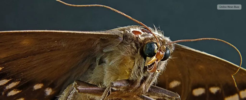 Can Moths Cause Allergies In Humans?