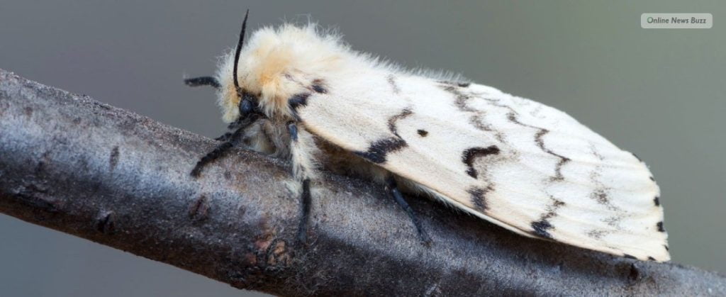 Do Moths Bite? What Harm Do They Cause To Humans?