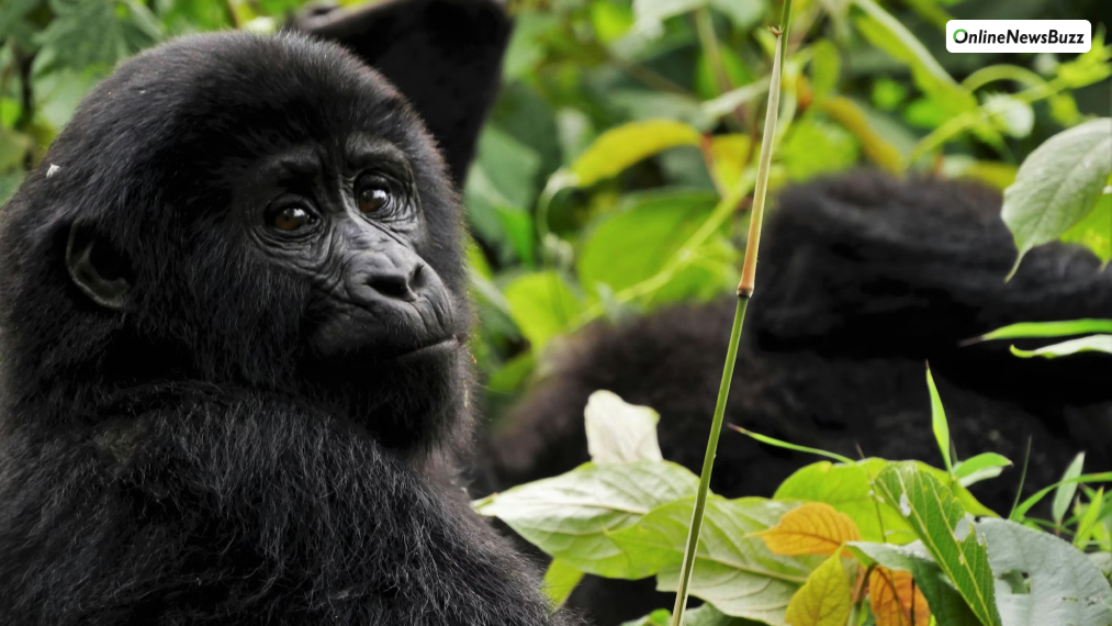 Gorilla trekking in Rwanda or Uganda