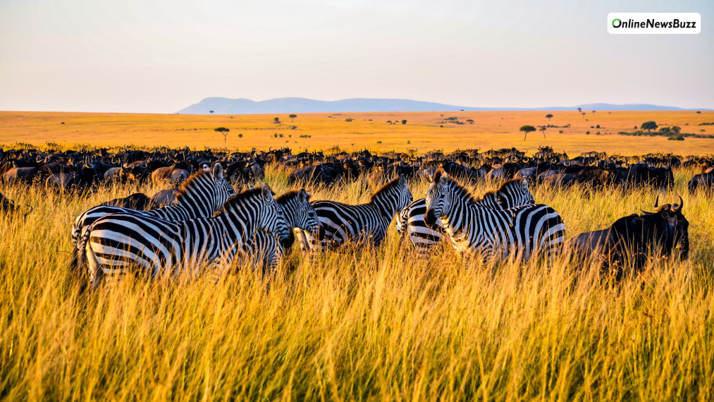 Safaris to Kenya or Tanzania