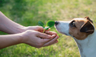 What is animal welfare