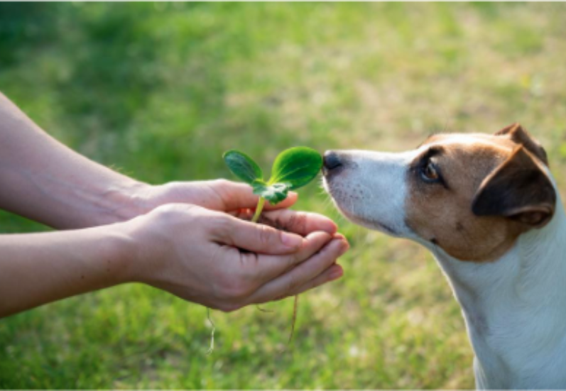 What is animal welfare