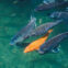 Fish Farming