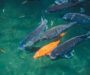 Fish Farming